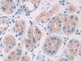 DAB staining on IHC-P; Samples: Human Stomach Tissue; Primary Ab: 30µg/ml Mouse Anti-Human IL28A Antibody Second Ab: 2µg/mL HRP-Linked Caprine Anti-Mouse IgG Polyclonal Antibody