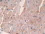 DAB staining on IHC-P; Samples: Rat Heart Tissue; Primary Ab: 30µg/ml Mouse Anti-Rat MBP Antibody Second Ab: 2µg/mL HRP-Linked Caprine Anti-Mouse IgG Polyclonal Antibody
