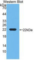 Western Blot; Sample: Recombinant DBP, Rat.