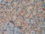 DAB staining on IHC-P; Samples: Rat Pancreas Tissue;  Primary Ab: 40µg/ml Mouse Anti-Rat DBP Antibod