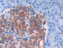 DAB staining on IHC-P; Samples: Human Pancreas Tissue;  Primary Ab: 20µg/ml Mouse Anti-Human IFNa5 A