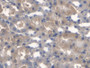 DAB staining on IHC-P; Samples: Mouse Kidney Tissue;  Primary Ab: 20µg/ml Mouse Anti-Mouse TMEM27 An