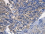 Figure. DAB staining on IHC-P; Samples: Mouse Stomach Tissue.