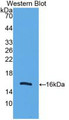 Western Blot; Sample: Recombinant UCP2, Human.