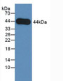 Western Blot; Sample: Recombinant AREG, Human.