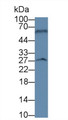 Western Blot; Sample: Rat Cerebrum lysate; Primary Ab: 3µg/ml Mouse Anti-Porcine BDNF Antibody Second Ab: 0.2µg/mL HRP-Linked Caprine Anti-Mouse IgG Polyclonal Antibody