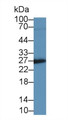 Western Blot; Sample: Rat Placenta lysate; Primary Ab: 2µg/ml Mouse Anti-Human IGFBP4 Antibody Second Ab: 0.2µg/mL HRP-Linked Caprine Anti-Mouse IgG Polyclonal Antibody