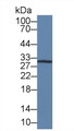 Western Blot; Sample: Mouse RAW264.7 cell lysate; Primary Ab: 3µg/ml Mouse Anti-Human IL12A Antibody Second Ab: 0.2µg/mL HRP-Linked Caprine Anti-Mouse IgG Polyclonal Antibody