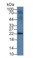 Western Blot; Sample: Bovine Thymus lysate; Primary Ab: 3µg/ml Mouse Anti-Bovine IL18 Antibody Second Ab: 0.2µg/mL HRP-Linked Caprine Anti-Mouse IgG Polyclonal Antibody