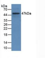 Western Blot; Sample: Recombinant CD40L, Rat.