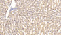 DAB staining on IHC-P; Samples: Rabbit Liver Tissue;  Primary Ab: 30µg/ml Mouse Anti-Rabbit TNFa Antibody Second Ab: 2µg/mL HRP-Linked Caprine Anti-Mouse IgG Polyclonal Antibody 