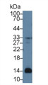 Western Blot; Sample: Human Serum lysate; Primary Ab: 300 Mouse Anti-Human bTG Antibody Second Ab: 0.2µg/mL HRP-Linked Caprine Anti-Mouse IgG Polyclonal Antibody