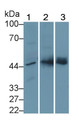 Western Blot; Sample: Lane1: Porcine Kidney lysate; Lane2: Human Lung lysate; Lane3: Human Placenta lysate; Primary Ab: 2μg/ml Mouse Anti-Human PAI1 Antibody; Second Ab: 0.2µg/mL HRP-Linked Caprine Anti-Mouse IgG Polyclonal Antibody;