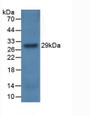 Western Blot; Sample: Recombinant CFH, Rat.