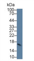 Western Blot; Sample: Human Milk; ; Primary Ab: 6µg/ml Mouse Anti-Human CST3 Antibody; Second Ab: 0.2µg/mL HRP-Linked Caprine Anti-Mouse IgG Polyclonal Antibody;