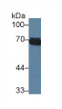 Western Blot; Sample: Human Raji cell lysate; Primary Ab: 3µg/ml Mouse Anti-Human HSPA1L Antibody Second Ab: 0.2µg/mL HRP-Linked Caprine Anti-Mouse IgG Polyclonal Antibody