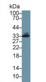 Western Blot; Sample: Human Liver lysate; ; Primary Ab: 5µg/ml Mouse Anti-Human TPS Antibody; Second Ab: 0.2µg/mL HRP-Linked Caprine Anti-Mouse IgG Polyclonal Antibody;