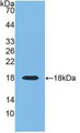 Western Blot; Sample: Recombinant RNASE3, Human.