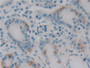 DAB staining on IHC-P; Samples: Human Stomach Tissue;  Primary Ab: 30µg/ml Mouse Anti-Human EBI3 Ant