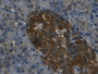 DAB staining on IHC-P; Samples: Human Pancreas Tissue; Primary Ab: 30µg/ml Mouse Anti-Human REG3g Antibody Second Ab: 2µg/mL HRP-Linked Caprine Anti-Mouse IgG Polyclonal Antibody