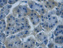 DAB staining on IHC-P; Samples: Human Pancreas Tissue;  Primary Ab: 30µg/ml Mouse Anti-Human REG3g A