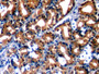 DAB staining on IHC-P; Samples: Human Stomach Tissue; Primary Ab: 10µg/ml Mouse Anti-Human ANXA1 Antibody Second Ab: 2µg/mL HRP-Linked Caprine Anti-Mouse IgG Polyclonal Antibody