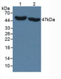 Western Blot; Sample: Lane1: Human Liver Tissue; Lane2: Porcine Liver Tissue.