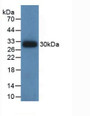 Western Blot; Sample: Recombinant IDH1, Human.