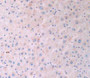 DAB staining on IHC-P; Samples: Human Liver Tissue.