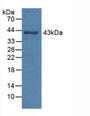 Western Blot; Sample: Recombinant AST, Mouse.