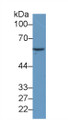 Western Blot; Sample: Human MCF7 cell lysate; Primary Ab: 2µg/ml Mouse Anti-Human HSPD1 Antibody Second Ab: 0.2µg/mL HRP-Linked Caprine Anti-Mouse IgG Polyclonal Antibody