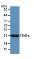 Western Blot; Sample: Recombinant ANG, Human.