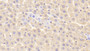 DAB staining on IHC-P; Samples: Rat Liver Tissue; Primary Ab: 20μg/ml Mouse Anti-Rat NAP3 Antibody Second Ab: 2µg/mL HRP-Linked Caprine Anti-Mouse IgG Polyclonal Antibody