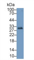 Western Blot; Sample: Human Placenta lysate; Primary Ab: 2µg/mL Mouse Anti-Human IGFBP1-2 Antibody; Second Ab: 0.2µg/mL HRP-Linked Caprine Anti-Mouse IgG Polyclonal Antibody;