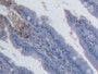 DAB staining on IHC-P; Samples: Rat Small intestine Tissue;  Primary Ab: 20µg/ml Mouse Anti-Rat IL15