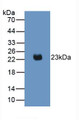 Western Blot; Sample: Recombinant IL2, Mouse.