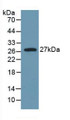 Western Blot; Sample: Recombinant IL6, Rat.