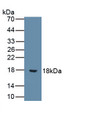 Interleukin 9 (IL9) Monoclonal Antibody, CAU29750