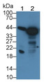 Western Blot; Sample: Recombinant protein.