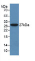 Western Blot; Sample: Recombinant ALT, Rat.