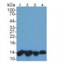 Western Blot; Sample: Lane1: Human Urine; Lane2: Human Leukocyte lysate; Lane3: Human A431 cell lysate; Lane4: Human Raji cell lysate; Primary Ab: 2µg/ml Mouse Anti-Human b2M Antibody; Second Ab: 0.2µg/ml HRP-Linked Caprine Anti-Mouse IgG Polyclonal Antibody;