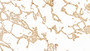 DAB staining on IHC-P; Samples: Human Lung Tissue;  Primary Ab: 10µg/ml Mouse Anti-Human GAL3 Antibody Second Ab: 2µg/mL HRP-Linked Caprine Anti-Mouse IgG Polyclonal Antibody 