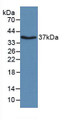 Western Blot; Sample: Recombinant APOH, Bovine.