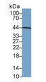 Western Blot; Sample: Human Placenta lysate; Primary Ab: 2µg/ml Mouse Anti-Human INHA Antibody Second Ab: 0.2µg/mL HRP-Linked Caprine Anti-Mouse IgG Polyclonal Antibody