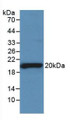 Western Blot; Sample: Recombinant SHBG, Rat.