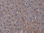 DAB staining on IHC-P; Samples: Rat Liver Tissue)