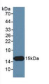 Western Blot; Sample: Recombinant INHbC, Human.