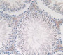 Figure. DAB staining on IHC-P; Samples: Rat Testis Tissue.