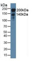 Western Blot; Sample: Rat Heart Tissue.