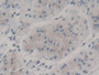 DAB staining on IHC-P; Samples: Human Stomach Tissue;  Primary Ab: 20µg/ml Mouse Anti-Human NES Anti